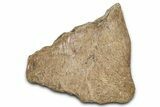 Dinosaur (Triceratops) Frill Shield Section - Montana #338888-1